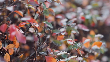 snow-covered autumn leaves