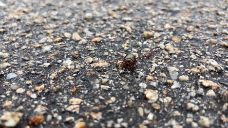 primer plano de un escarabajo iridescente cromático en una carretera de asfalto texturizado