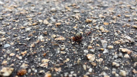 close-up of chromatic iridescent beetle on textured asphalt road