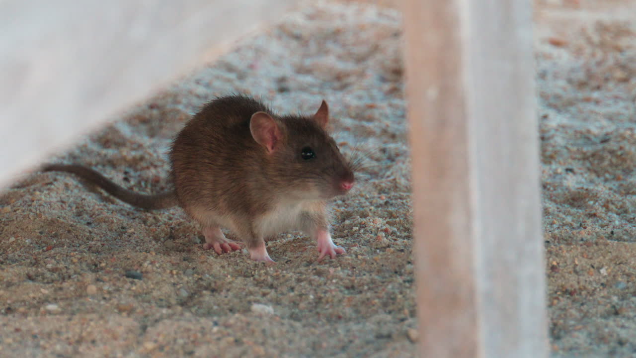 Wild rat standing on sandy surface, attentively observing its surroundings