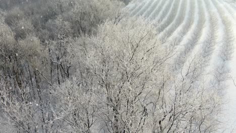 aerial orbit reveals snow and ice covered trees during snowstorm