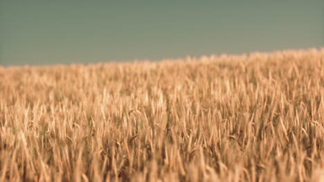 agricultural wheat field under sunset