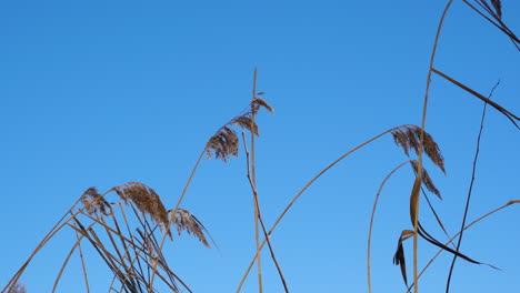 Cañas-Congeladas-Se-Mecen-En-El-Viento-Contra-El-Fondo-Del-Cielo-Azul