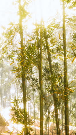 sunlight shining through a dense bamboo forest