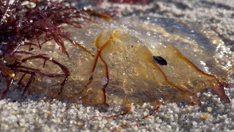 jellyfish washed ashore on the sandy beaches of monterey bay, california in january 2021