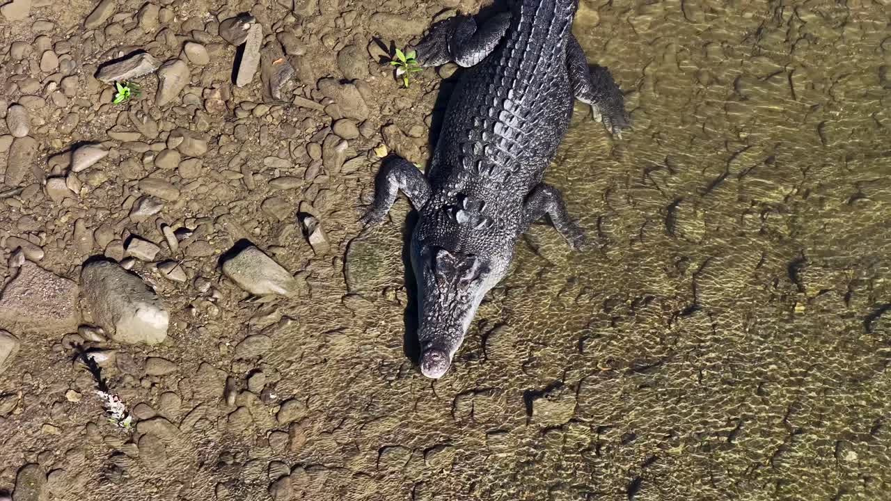 Drone footage captures a saltwater crocodile moving through the shallow waters of a rocky riverbed in Port Douglas, Australia