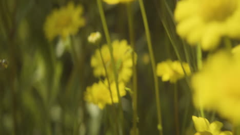 Primer-Plano-De-Flores-Y-Pétalos-De-Margarita-Amarilla-En-El-Campo-De-La-Naturaleza-Durante-La-Temporada-De-Verano