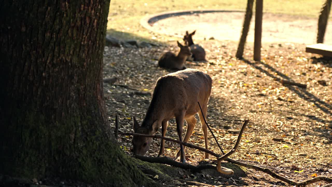 A serene moment of a deer grazing in Nara Park, Japan, surrounded by vibrant autumn foliage.