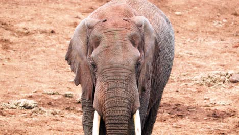 elefante caminando en el parque nacional de aberdare, kenia - de cerca