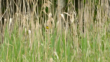 The-bird-jumps-from-stalk-to-stalk-on-the-meadow