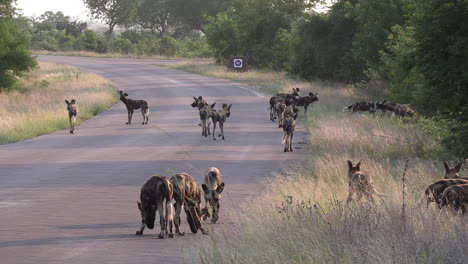 Ein-Großes-Rudel-Wilder-Hunde,-Das-Eine-Geteerte-Straße-Entlang-Läuft