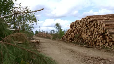 Trunks-of-sawn-trees-stored-near-forest-road.-Raw-wooden-material-storaged