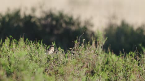 Kleiner-Ockerfarbener-Vogel,-Getarnt-Zwischen-Den-Grünen-Gräsern