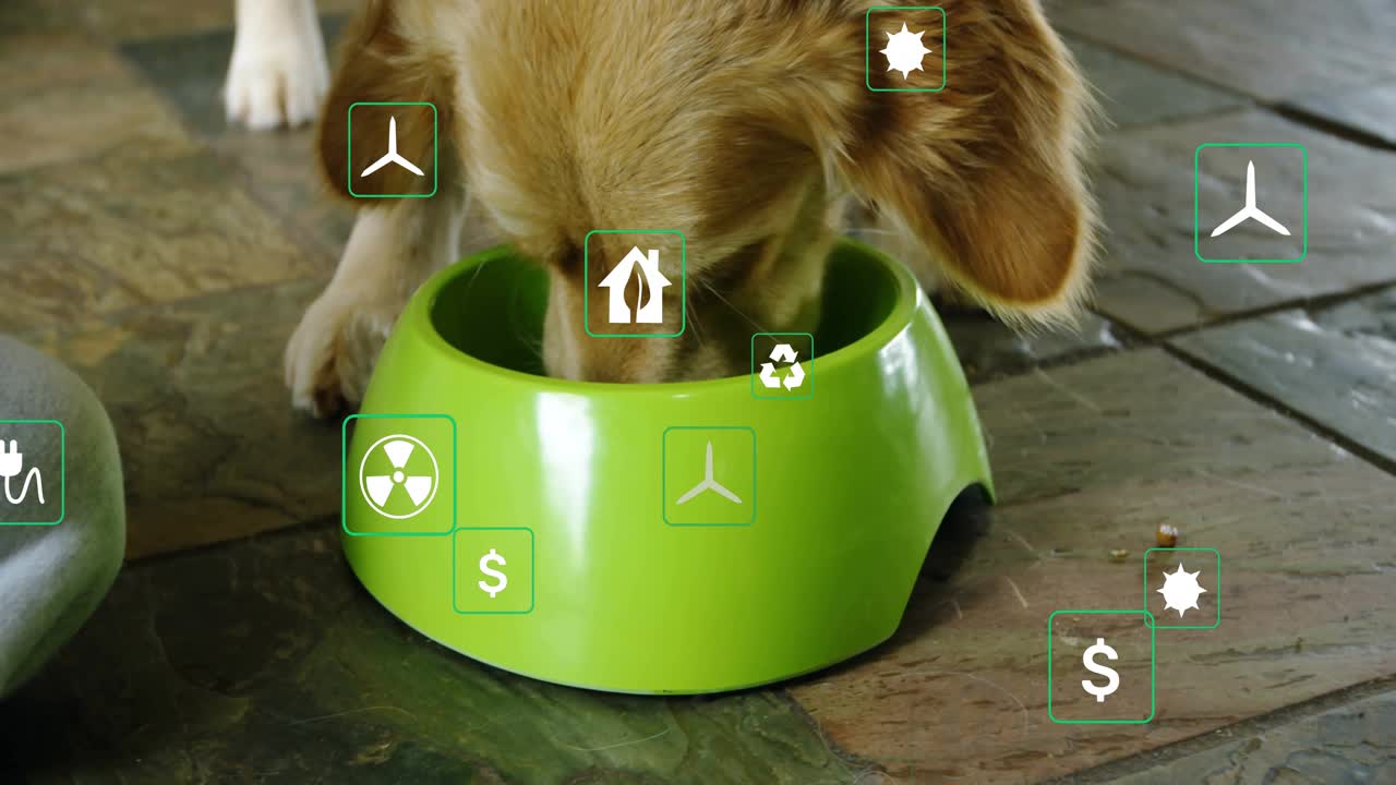 Woman kneeling with retriever placing bowl and petting eating dog while animated eco icons floating