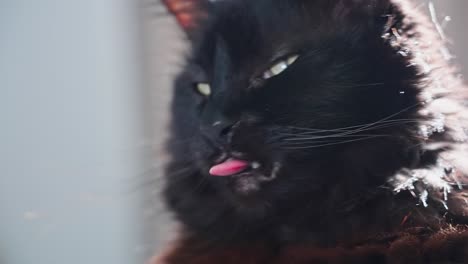 close up of black cat face