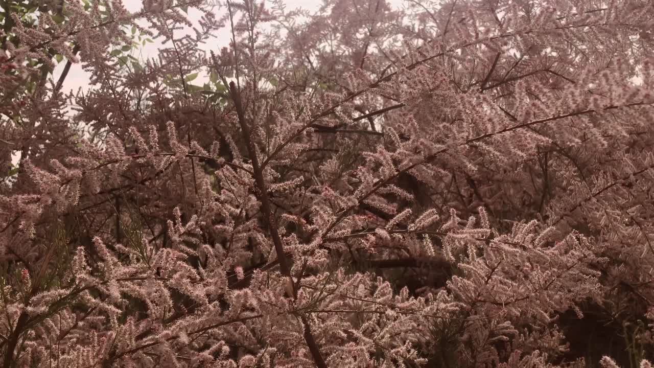 Front View Salt Cedar Bush Gentle Breeze