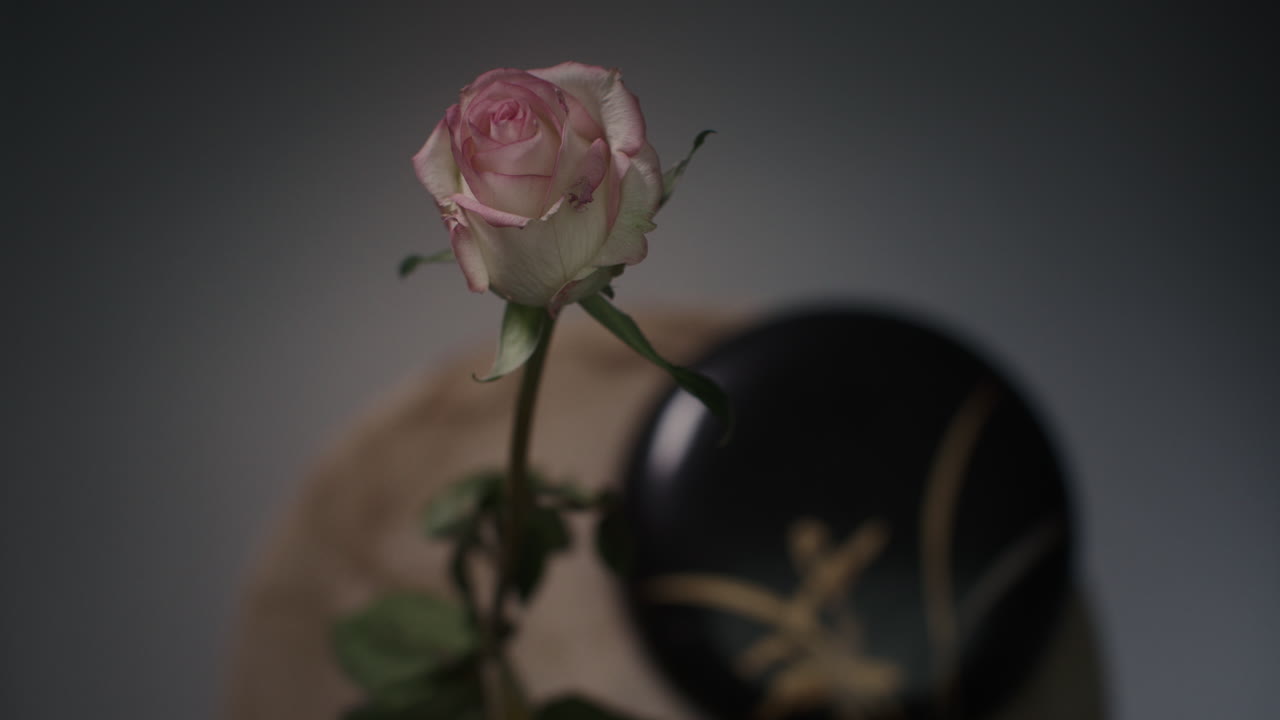 A single rose withers in a vase timelapse