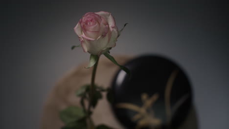a single rose withers in a vase timelapse