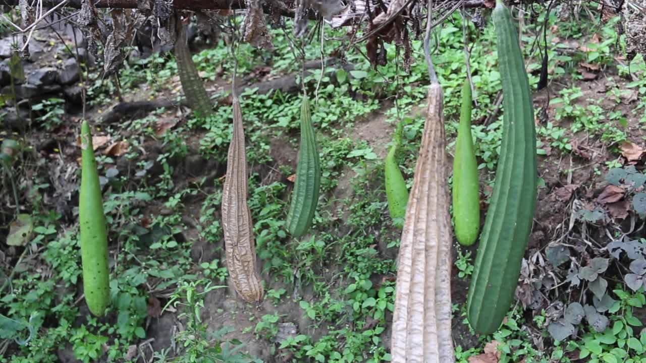 calabaza y calabaza de botella en una granja ecológica