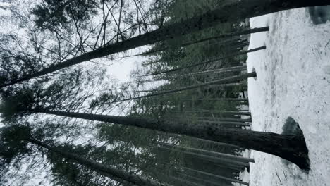 Frühlingswald-Im-Schnee,-Runde-Vertikale-Ansicht.-Spitzen-Der-Kiefern-Vertikale-Ausrichtung.