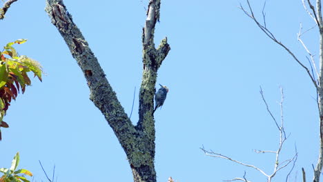 pájaro carpintero de vientre rojo en un tronco de árbol y ramas