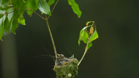 Die-Mutter-Des-Schwarznacken-Monarchvogels-Fütterte-Ihre-Küken-Im-Nest-Und-Dann-Flog-Die-Mutter-Weg