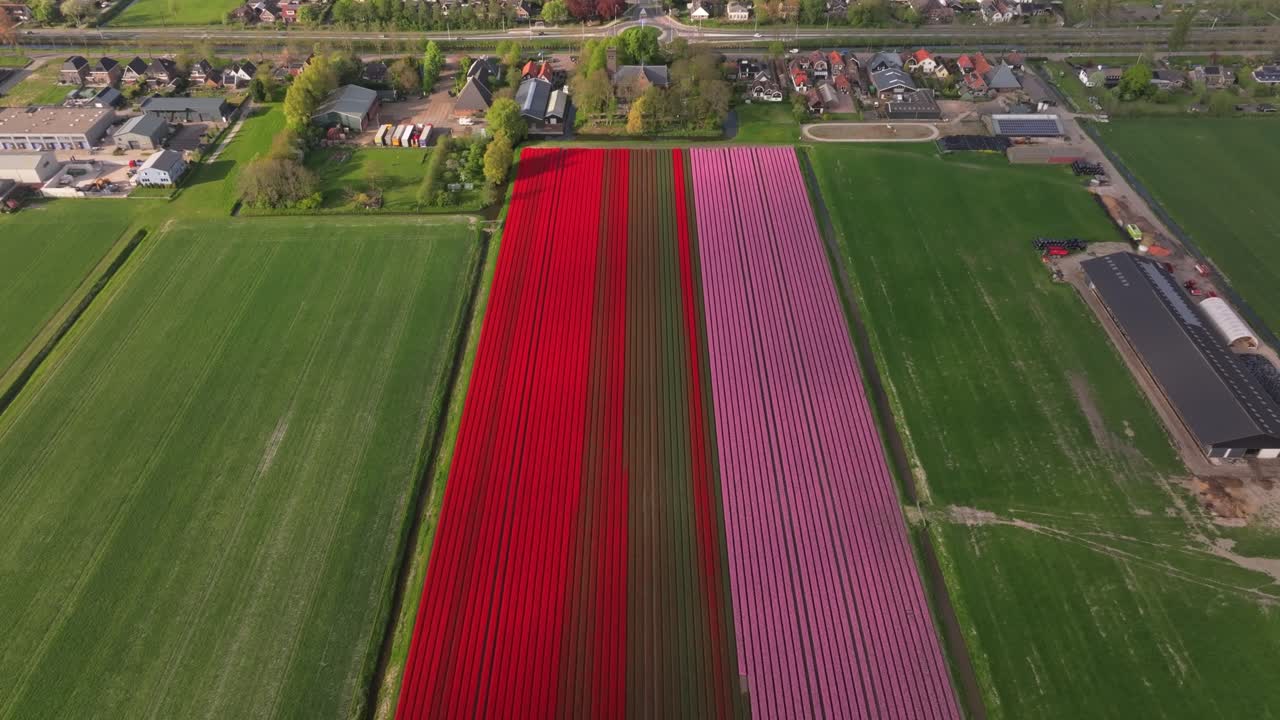 Widok z lotu ptaka na pola uprawne Stompetoren wypełnione tulipanami i wiejski kościół