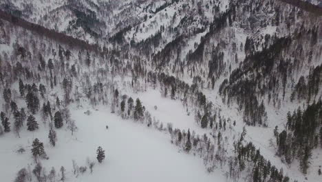 coniferous trees with thick branches grow on snowy slopes