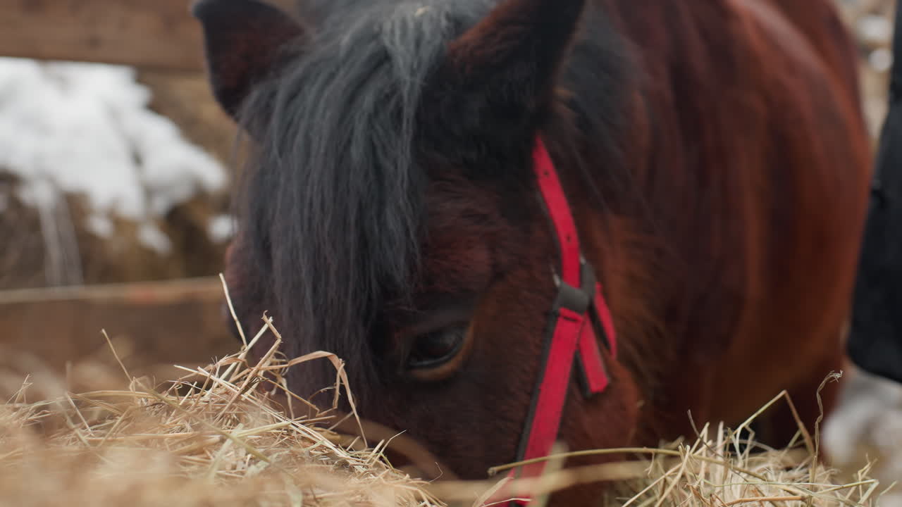 inspección de la alimentación de caballos, cuidador observando a un poni comer heno, observador examinando a un poni consumiendo heno con calma, cuidador observando atentamente a un poni masticando heno en un establo acogedor con un patio nevado