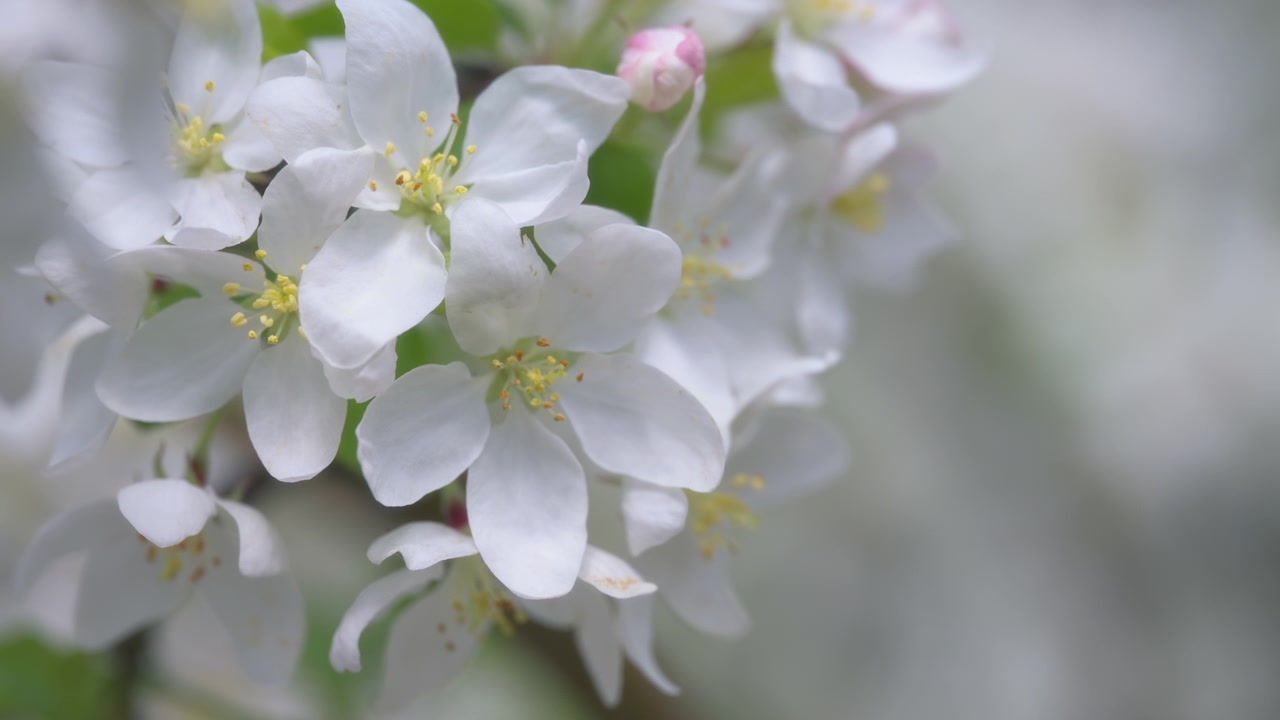 Close-up de pétalas de flores brancas em uma macieira em flor na primavera