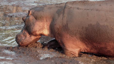 hippo plows through shallow pools full of more hippos, shaking ears, splashing water, camera pans following the hippo