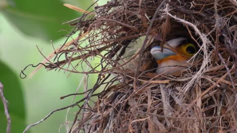 The-Silver-breasted-Broadbill-is-a-famous-bird-in-Thailand,-both-local-and-international