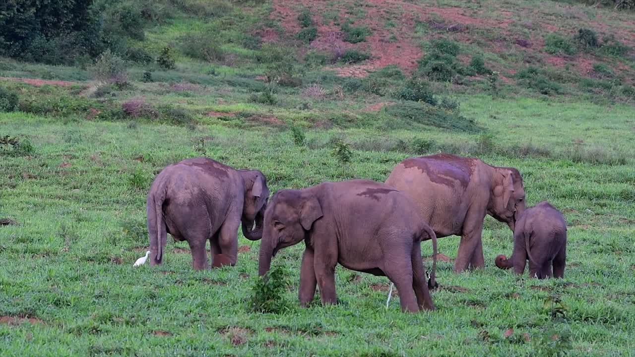 아시아 코끼리는 멸종 위기 종이며 태국 거주자이기도합니다.