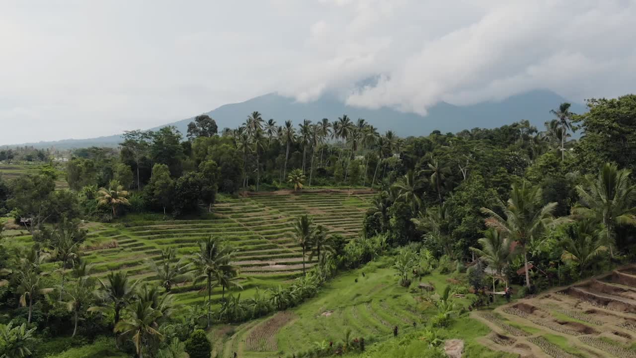bali - drone de campo de arroz