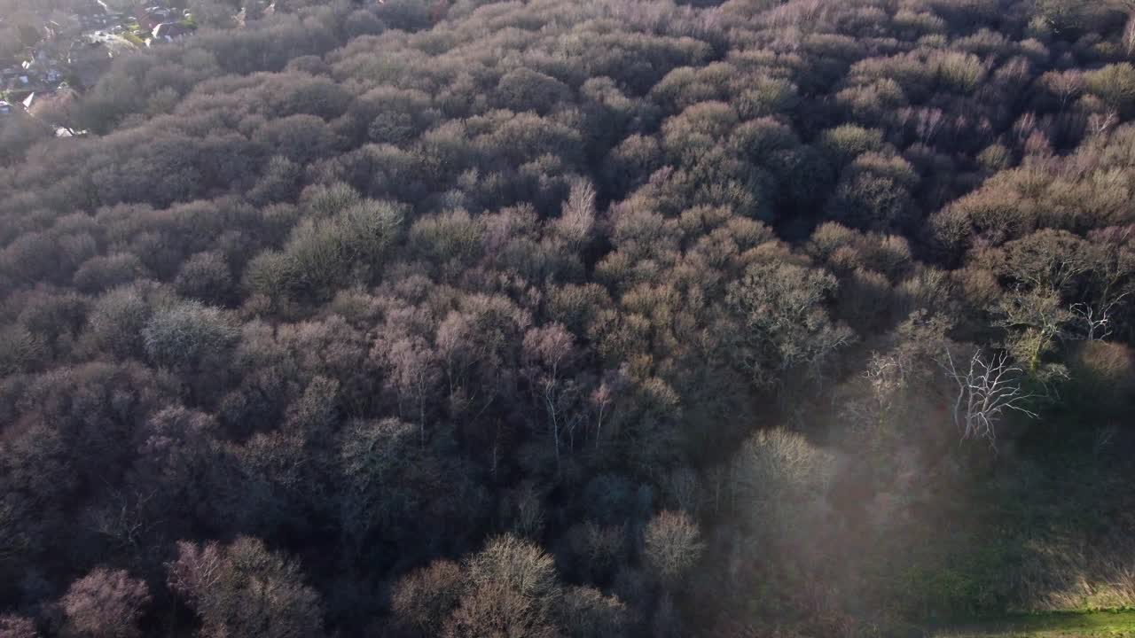 Aerial View Of Dense Hardwood Trees At Stanmore Country Park In London, UK