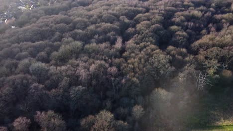 aerial view of dense hardwood trees at stanmore country park in london, uk