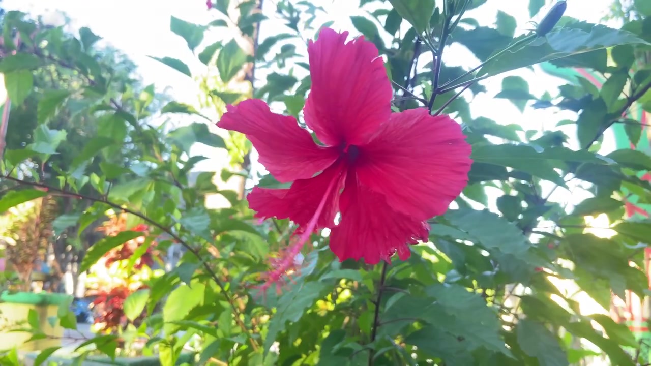 Fiore di ibisco rosso vibrante che ondeggia dolcemente in un giardino