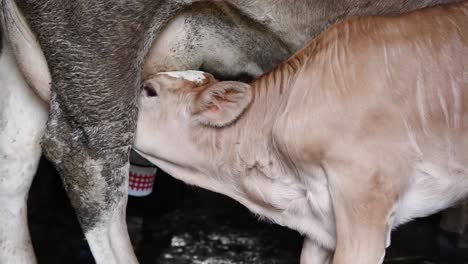 Schönes-Weißes-Braunes-Kalb,-Das-Milch-Vom-Euter-Der-Kuh-Trinkt