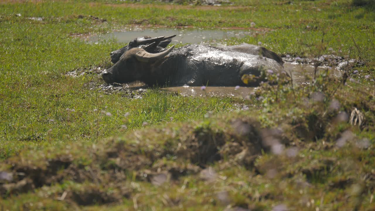 Two water buffalos keeping cool in mud pool in Vietnam