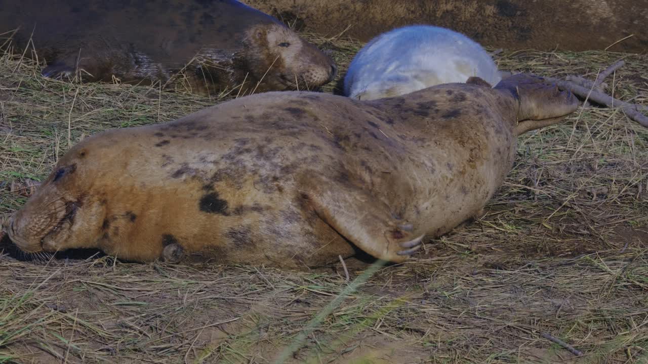Breeding season for Atlantic Grey seals, newborn pups with white fur, mothers nurturing, enjoying the warm November sun