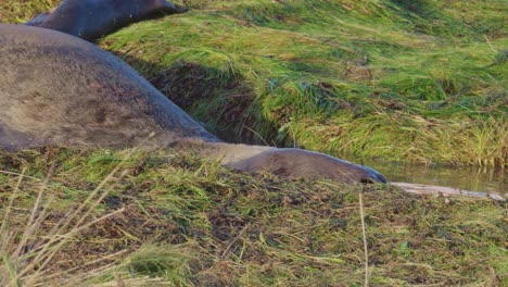 Breeding-season-for-Atlantic-Grey-seals,-newborn-pups-with-white-fur,-mothers-nurturing,-enjoying-the-warm-November-sun