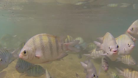 hermoso banco de peces marinos llamado sargento, nativo de todos los mares tropicales y subtropicales del mundo, donde habitan aguas poco profundas con coral y rocas