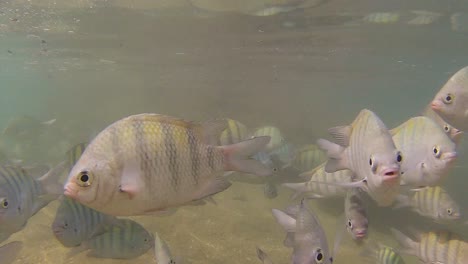 belle école de poissons marins appelés sergent, originaire de toutes les mers tropicales et subtropicales du monde, où ils habitent des eaux peu profondes avec des coraux et des rochers