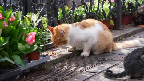 orange and white cat eating outside