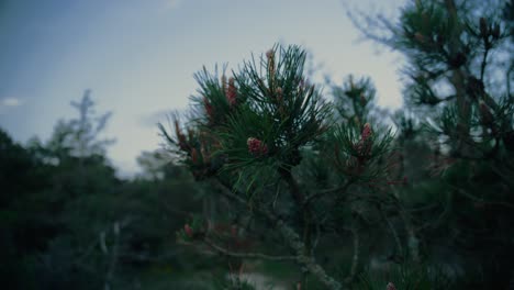 pine needle tree plant blooming at jutland baltic