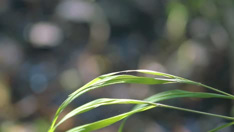 Close-up-of-a-blue-dragonfly-perched-on-reed,-Ebony-Jewelwing-flying-away-and-returning-in-slowmotion