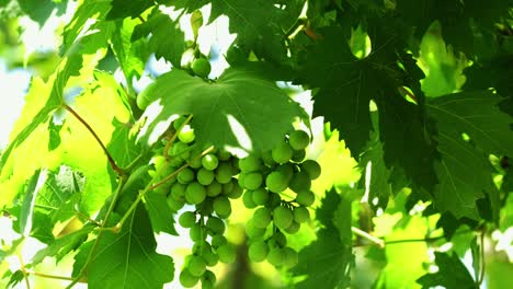 Unripe-green-grapes-sway-in-light-breeze-on-bush-and-vine-on-bright-sunny-day