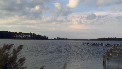 Lake-With-Seagulls-And-Herons-On-Old-Pier-In-Blackwater-National-Wildlife-Refuge,-Maryland---Tilt-Down