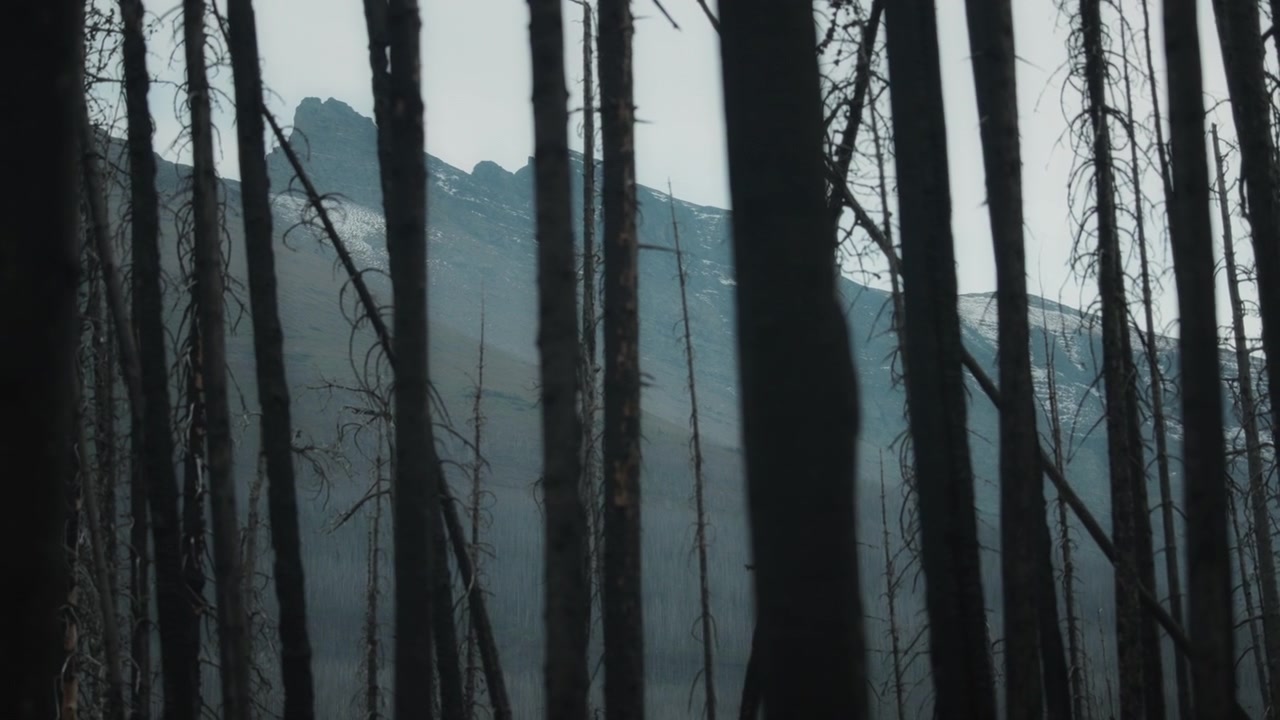 Montanha com árvores queimadas por incêndio florestal