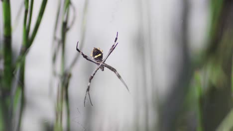 closeup of a silver argiope spider sitting on her web